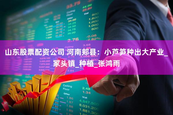 山东股票配资公司 河南郏县：小芦笋种出大产业_冢头镇_种植_张鸿雨